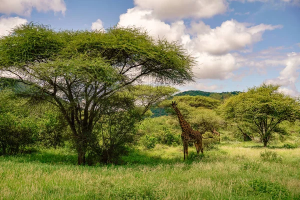 Żyrafy Tsavo East Tsavo West Amboseli National Park Kenii — Zdjęcie stockowe