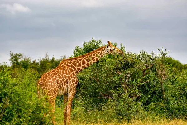 Tsavo Doğu Zürafalar Tsavo Batı Kenya Amboseli Ulusal Parkı Nda — Stok fotoğraf