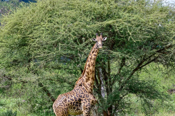 Жирафи Сході Заході Цаво Національному Парку Амбоселі Кенії — стокове фото