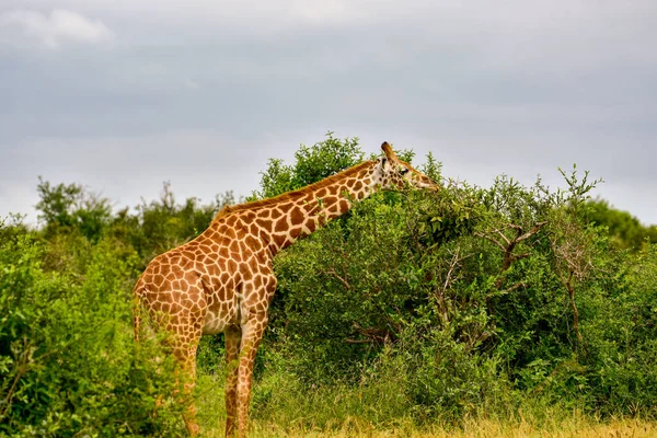 Giraffen Het Tsavo Oosten Tsavo West Amboseli Nationaal Park Kenia — Stockfoto