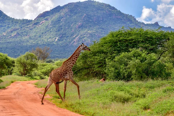 Girafes Dans Tsavo East Tsavo West Parc National Amboseli Kenya — Photo