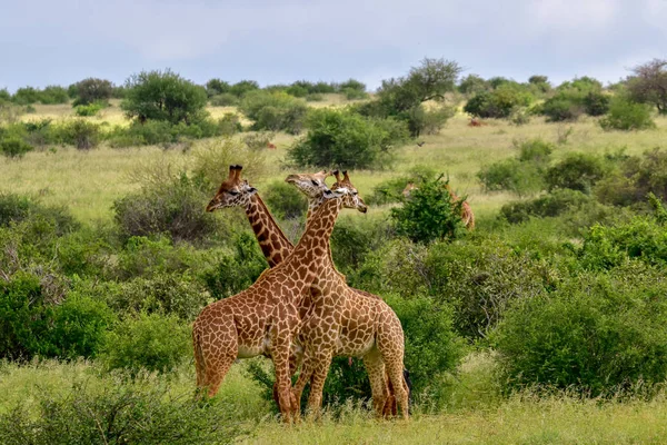 Tsavo Doğu Zürafalar Tsavo Batı Kenya Amboseli Ulusal Parkı Nda — Stok fotoğraf