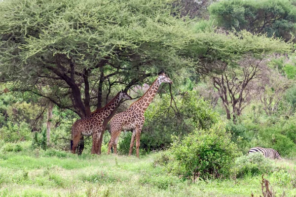 Jirafas Este Tsavo Oeste Tsavo Parque Nacional Amboseli Kenia —  Fotos de Stock