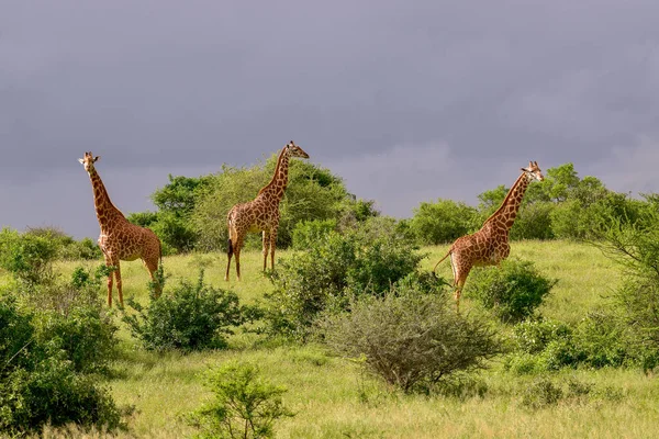 Giraffen Het Tsavo Oosten Tsavo West Amboseli Nationaal Park Kenia — Stockfoto