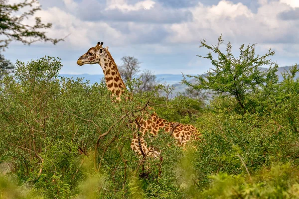 Tsavo Doğu 'da zürafalar, Tsavo Batı' da ve Kenya 'da Amboseli Ulusal Parkı' nda 