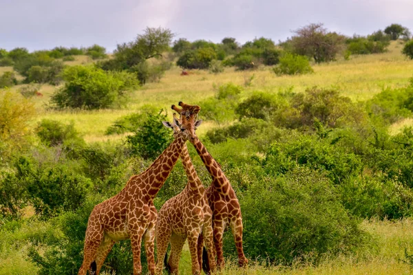 Jirafas Este Tsavo Oeste Tsavo Parque Nacional Amboseli Kenia — Foto de Stock