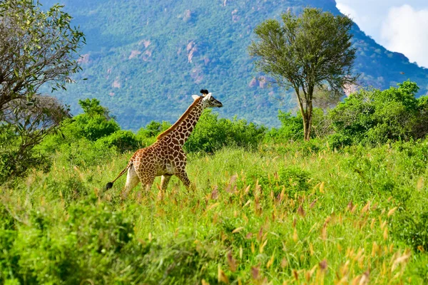 Giraffes Tsavo East Tsavo West Amboseli National Park Kenya Stock Image