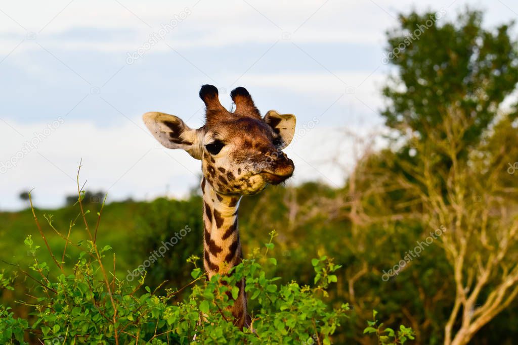 Giraffes in the Tsavo East, Tsavo West and Amboseli National Park in Kenya 