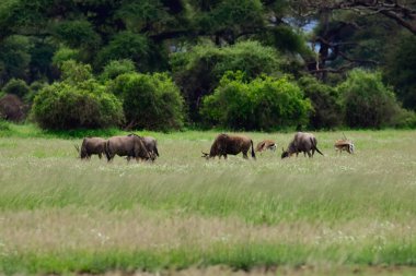 Ulusal Park 'taki antiloplar Tsavo Doğu, Tsavo Batı ve Kenya' daki Amboseli