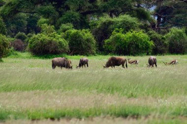 Ulusal Park 'taki antiloplar Tsavo Doğu, Tsavo Batı ve Kenya' daki Amboseli