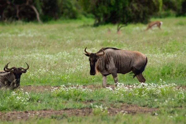 Wildebeest Parku Narodowym Tsavo East Tsavo West Amboseli Kenii — Zdjęcie stockowe