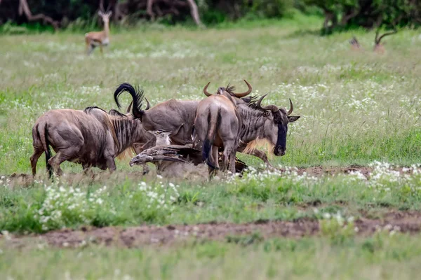 Wildebeest National Park Tsavo East Tsavo West Amboseli Kenya — стокове фото