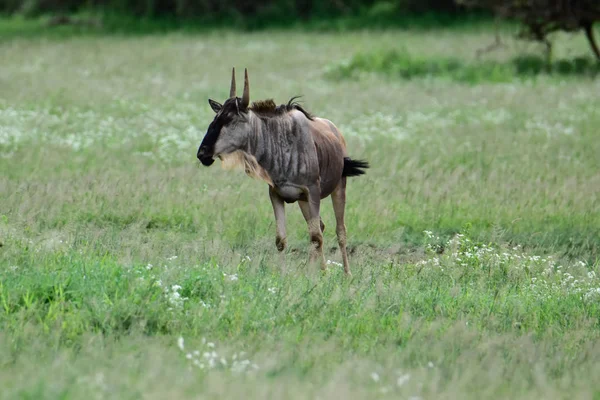 Wildebeest National Park Tsavo East Tsavo West Amboseli Kenya — стокове фото