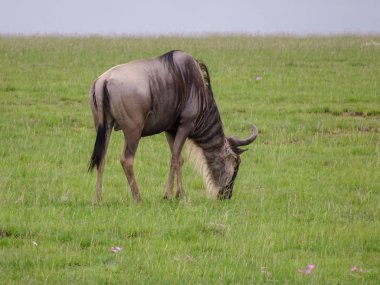 Ulusal Park 'taki antiloplar Tsavo Doğu, Tsavo Batı ve Kenya' daki Amboseli