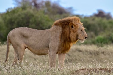 Savanadaki aslanlar Tsavo Doğu ve Tsavo Batı Ulusal Parkı 'nda