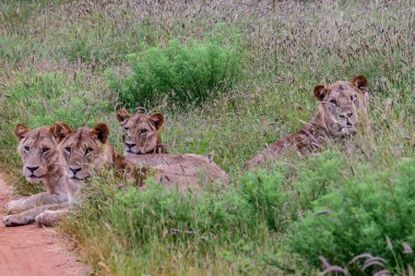 Savanadaki aslanlar Tsavo Doğu ve Tsavo Batı Ulusal Parkı 'nda