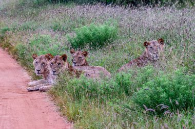 Savanadaki aslanlar Tsavo Doğu ve Tsavo Batı Ulusal Parkı 'nda