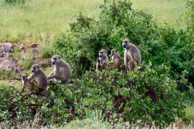 Tsavo Doğu 'da Babun, Tsavo Batı ve Kenya' da Amboseli Milli Parkı 