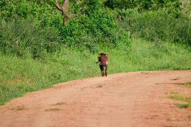 Doğu Tsavo, Batı Tsavo ve Kenya Amboseli Ulusal Parkı 'ndaki Yaban domuzu.