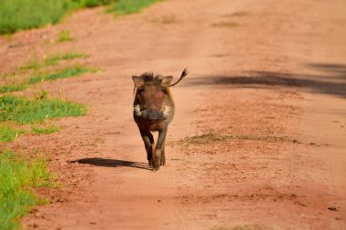 Doğu Tsavo, Batı Tsavo ve Kenya Amboseli Ulusal Parkı 'ndaki Yaban domuzu.
