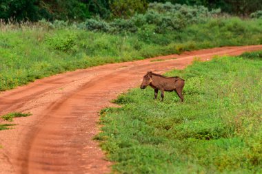 Doğu Tsavo, Batı Tsavo ve Kenya Amboseli Ulusal Parkı 'ndaki Yaban domuzu.