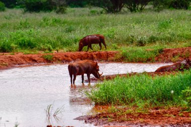 Doğu Tsavo, Batı Tsavo ve Kenya Amboseli Ulusal Parkı 'ndaki Yaban domuzu.