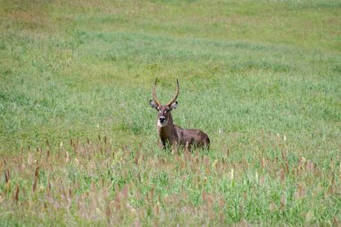 Ulusal Park 'ta Tsavo East, Tsavo West ve Kenya' da Amboseli
