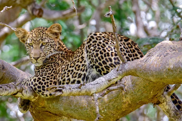 Leopardo Savana Tsavo East Tsavo West National Park — Fotografia de Stock