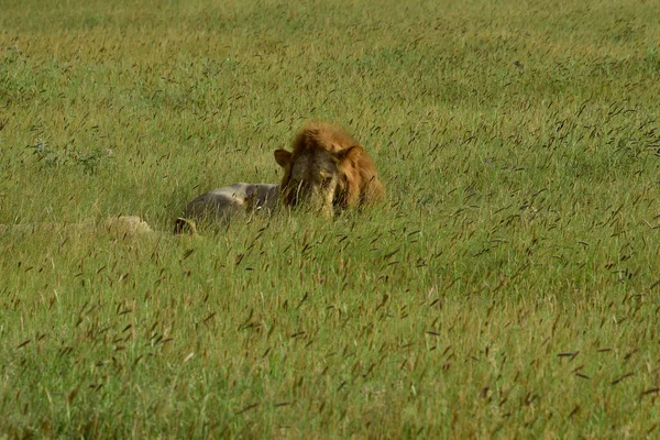 Львы Саванне Восточном Цаво Западном Национальном Парке Цаво — стоковое фото