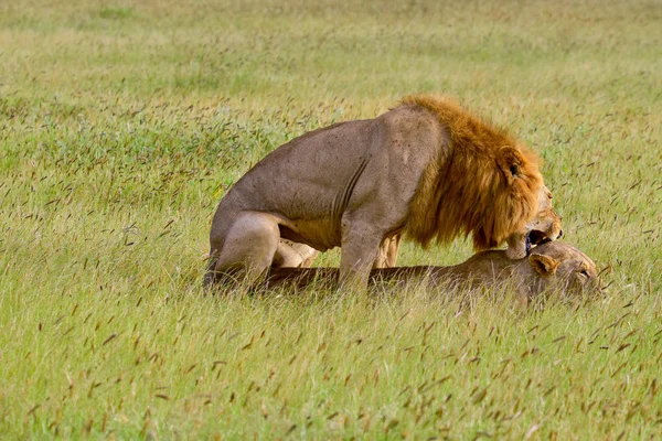 Leoni Nella Savana Nel Parco Nazionale Tsavo Est Tsavo Ovest — Foto Stock