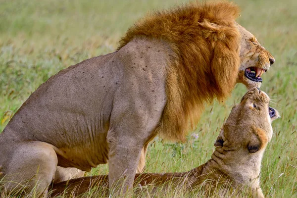 Tsavo EastとTsavo West国立公園のサバンナにあるライオンズ — ストック写真