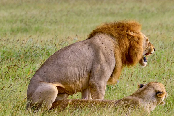 Oroszlánok Szavannában Tsavo Keleten Tsavo West Nemzeti Parkban — Stock Fotó