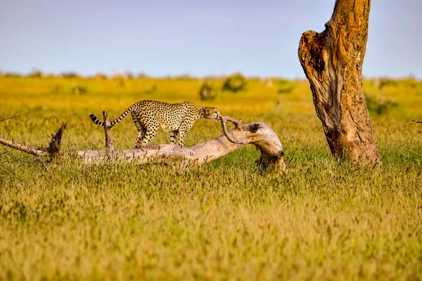 Guépard Dans Savane Dans Tsavo Est Parc National Tsavo Ouest — Photo