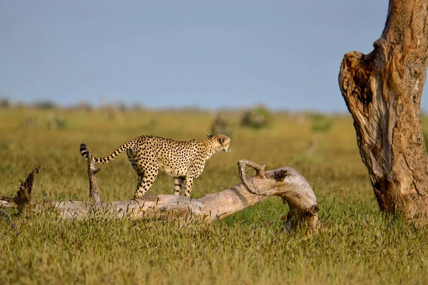 Geparden Der Savanne Tsavo Ost Und Tsavo West Nationalpark — Stockfoto