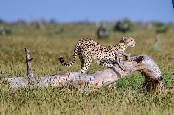 Gepard Savaně Východě Tsavo Západním Národním Parku Tsavo — Stock fotografie
