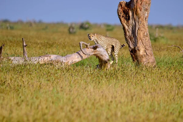 Cheeta Savanne Het Tsavo East Tsavo West National Park — Stockfoto