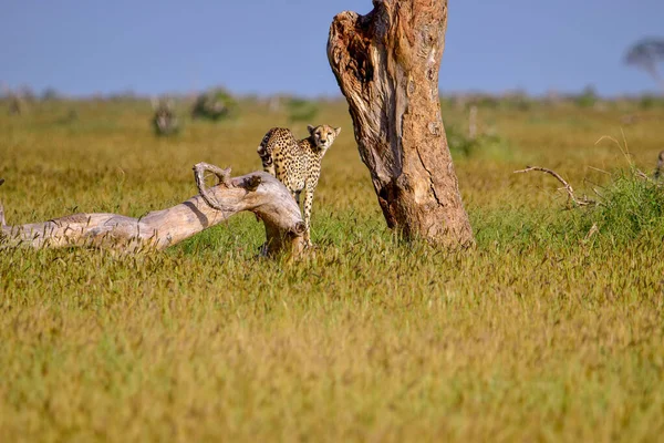 Tsavo Doğu Tsavo Batı Ulusal Parkı Ndaki Savanada Çita Var — Stok fotoğraf