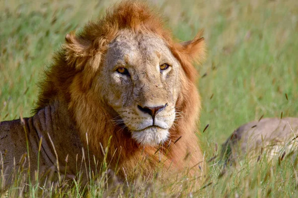 Leões Savana Tsavo East Tsavo West National Park — Fotografia de Stock