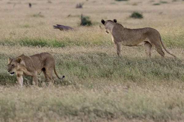 Lions Savannah Tsavo East Tsavo West National Park — 스톡 사진