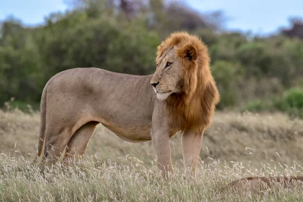 Tsavo East和Tsavo West国家公园的热带草原狮子 — 图库照片