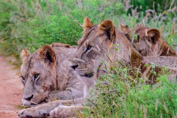 Leões Savana Tsavo East Tsavo West National Park — Fotografia de Stock