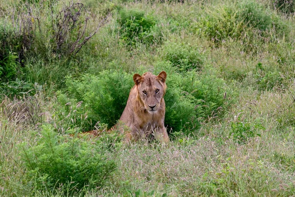 Tsavo East和Tsavo West国家公园的热带草原狮子 — 图库照片