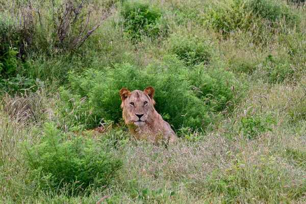 Tsavo East和Tsavo West国家公园的热带草原狮子 — 图库照片