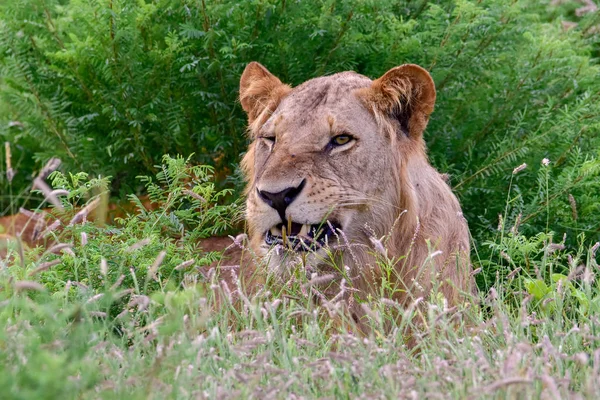 Tsavo East和Tsavo West国家公园的热带草原狮子 — 图库照片