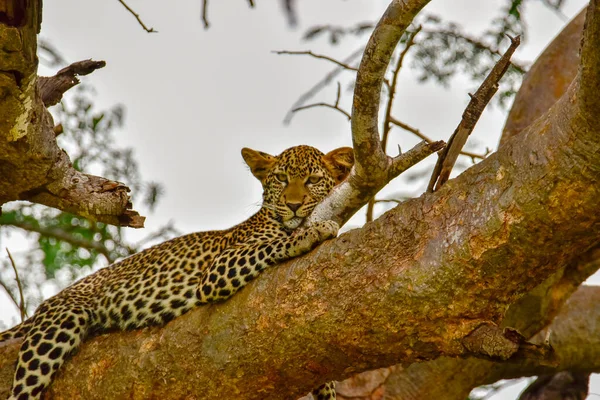 Leopardo Savana Tsavo East Tsavo West National Park — Fotografia de Stock