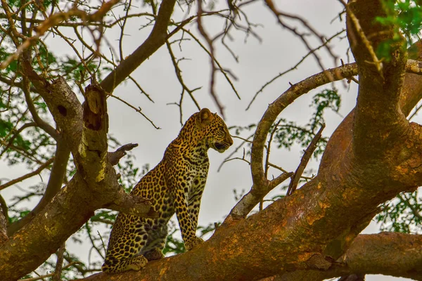 Leopardo Sabana Tsavo Este Parque Nacional Tsavo Oeste — Foto de Stock