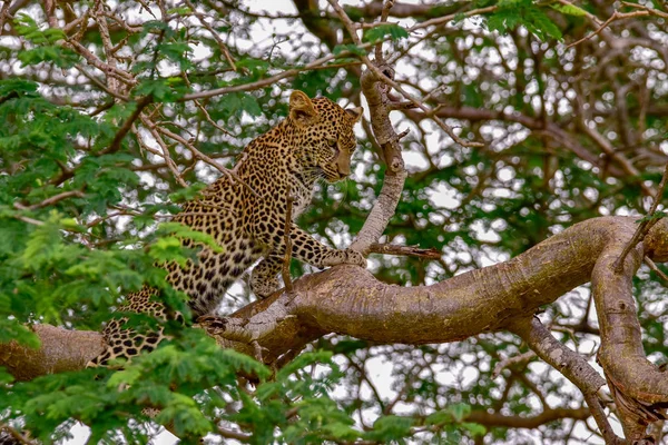 Léopard Dans Savane Dans Tsavo East Parc National Tsavo West — Photo