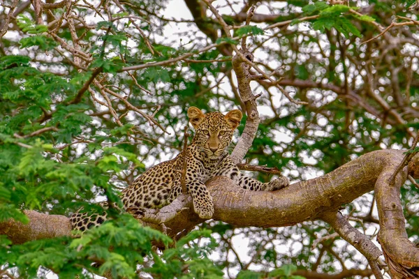 Leopard Στη Σαβάνα Στο Tsavo East Και Tsavo West National — Φωτογραφία Αρχείου