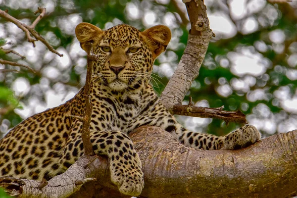 Leopardo Savana Tsavo East Tsavo West National Park — Fotografia de Stock