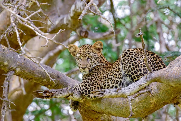 Leopardo Savana Tsavo East Tsavo West National Park — Fotografia de Stock